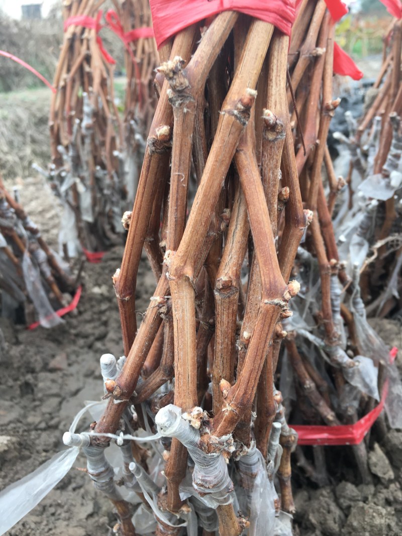 阳光玫瑰葡萄苗华佳8号嫁接苗长势强旺，颗粒大