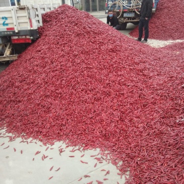 出售三英辣椒