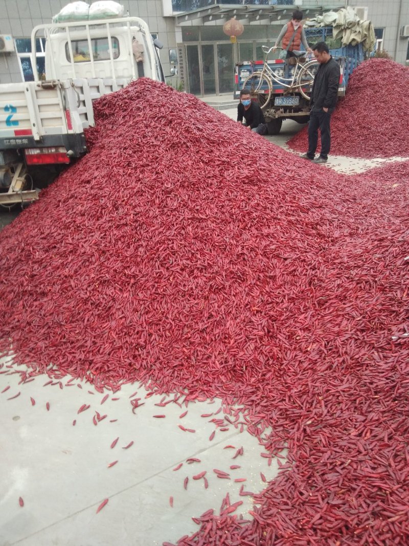 出售三英辣椒