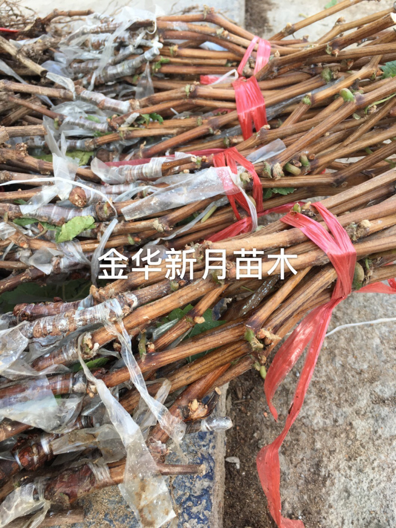 5BB阳光玫瑰苗，5bb阳光玫瑰葡萄苗，纯正,优质