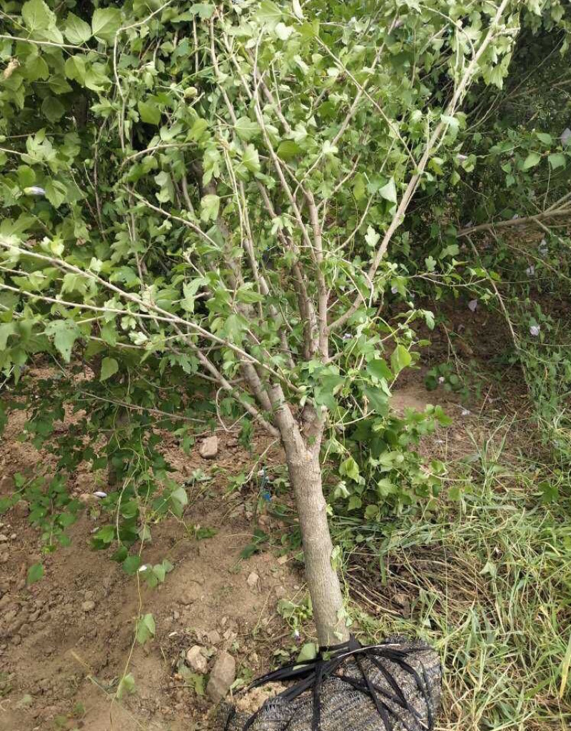 木槿基地直销规划齐全价格美丽，量大从优。