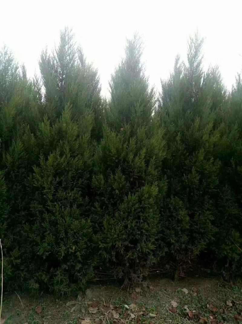 木槿基地直销规划齐全价格美丽，量大从优。