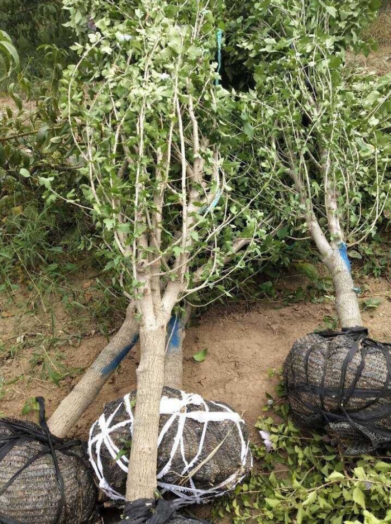 木槿基地直销规划齐全价格美丽，量大从优。