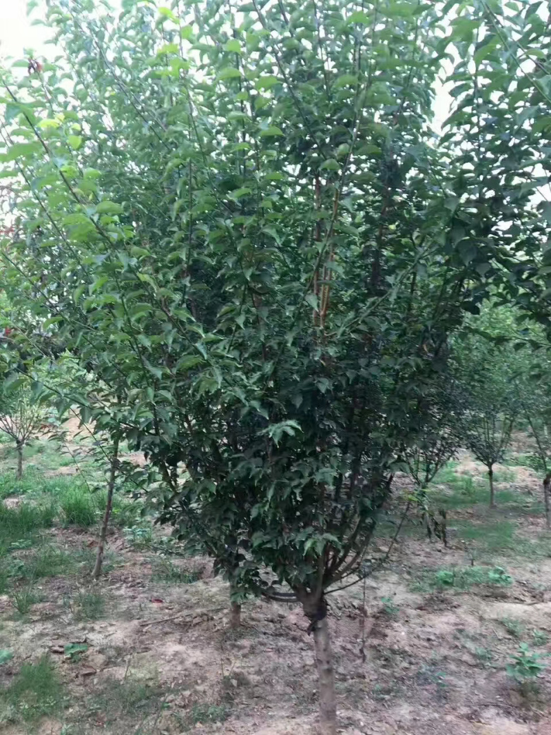 木槿基地直销规划齐全价格美丽，量大从优。
