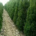 木槿基地直销规划齐全价格美丽，量大从优。