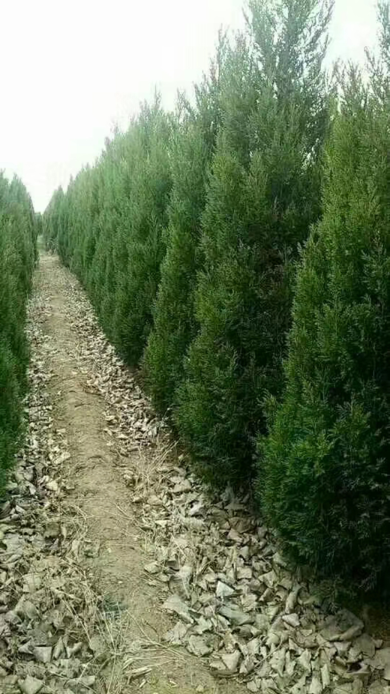 木槿基地直销规划齐全价格美丽，量大从优。