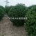 木槿基地直销规划齐全价格美丽，量大从优。