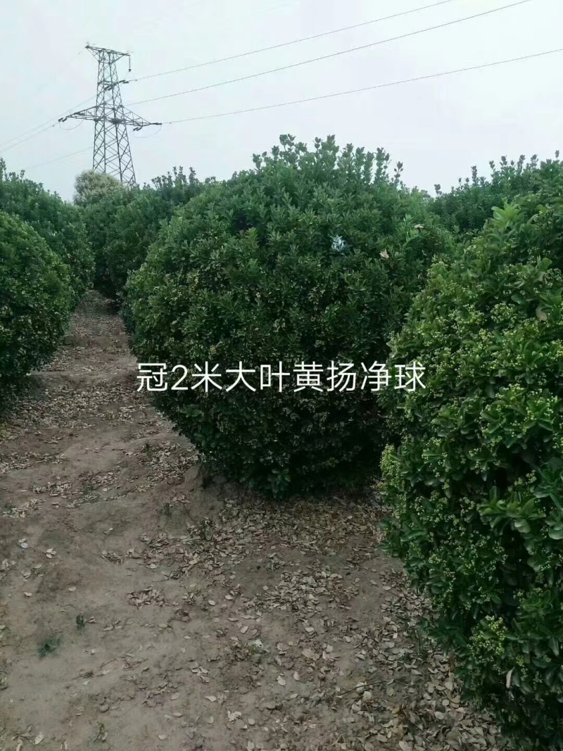 木槿基地直销规划齐全价格美丽，量大从优。