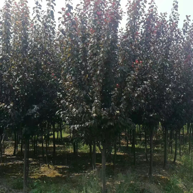 木槿基地直销规划齐全价格美丽，量大从优。
