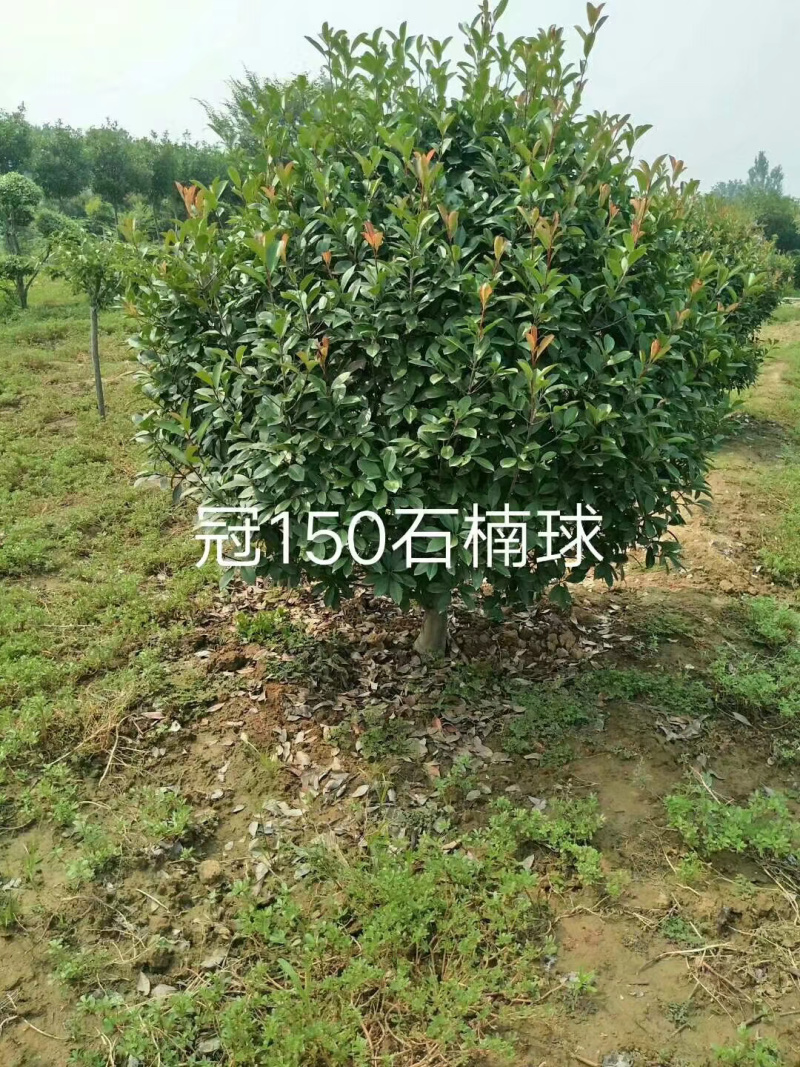 木槿基地直销规划齐全价格美丽，量大从优。