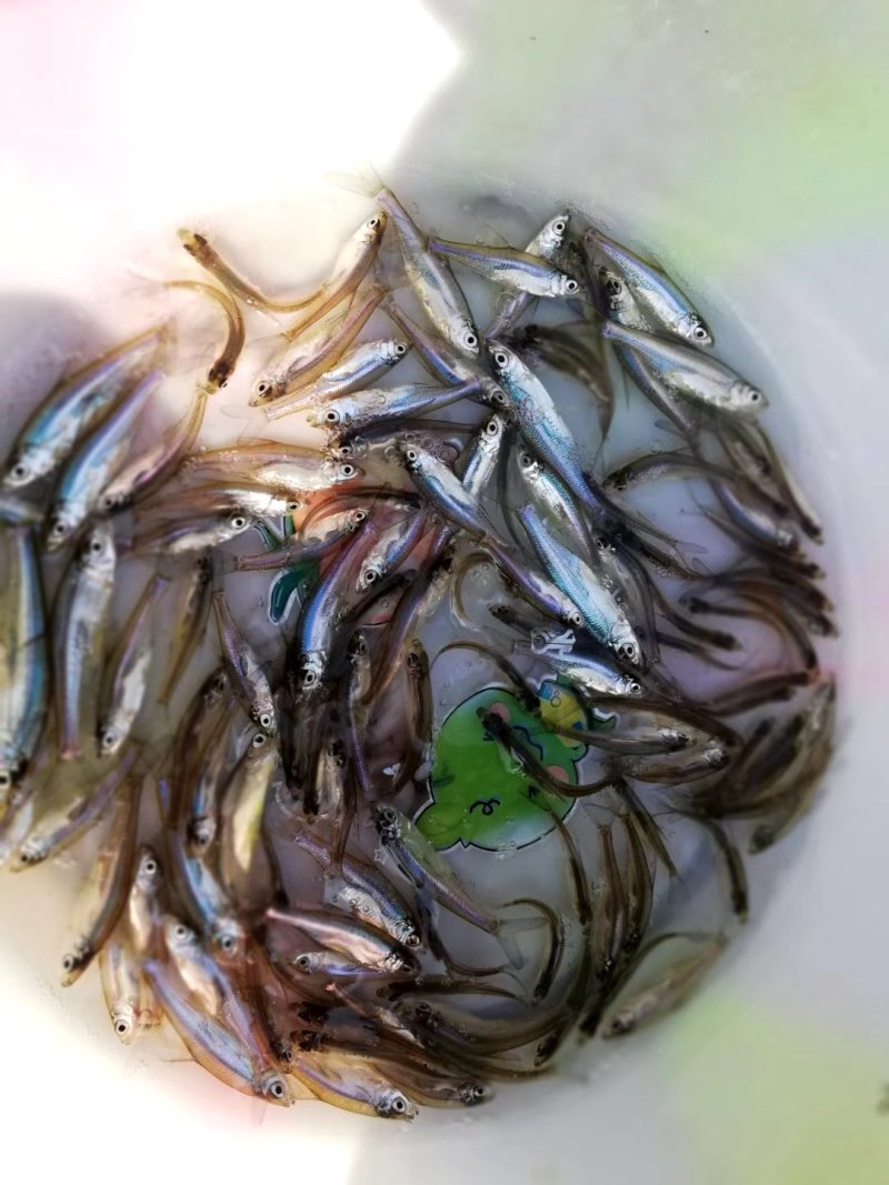 黄鳝苗鳝鱼苗，各种鱼苗出售，全程技术指导，检测水质。