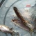 黄鳝苗鳝鱼苗，各种鱼苗出售，全程技术指导，检测水质。