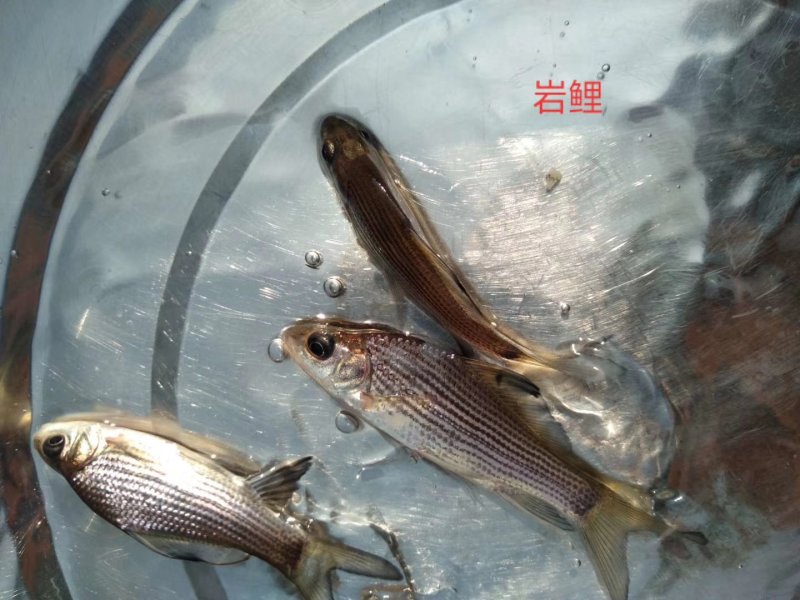 黄鳝苗鳝鱼苗，各种鱼苗出售，全程技术指导，检测水质。