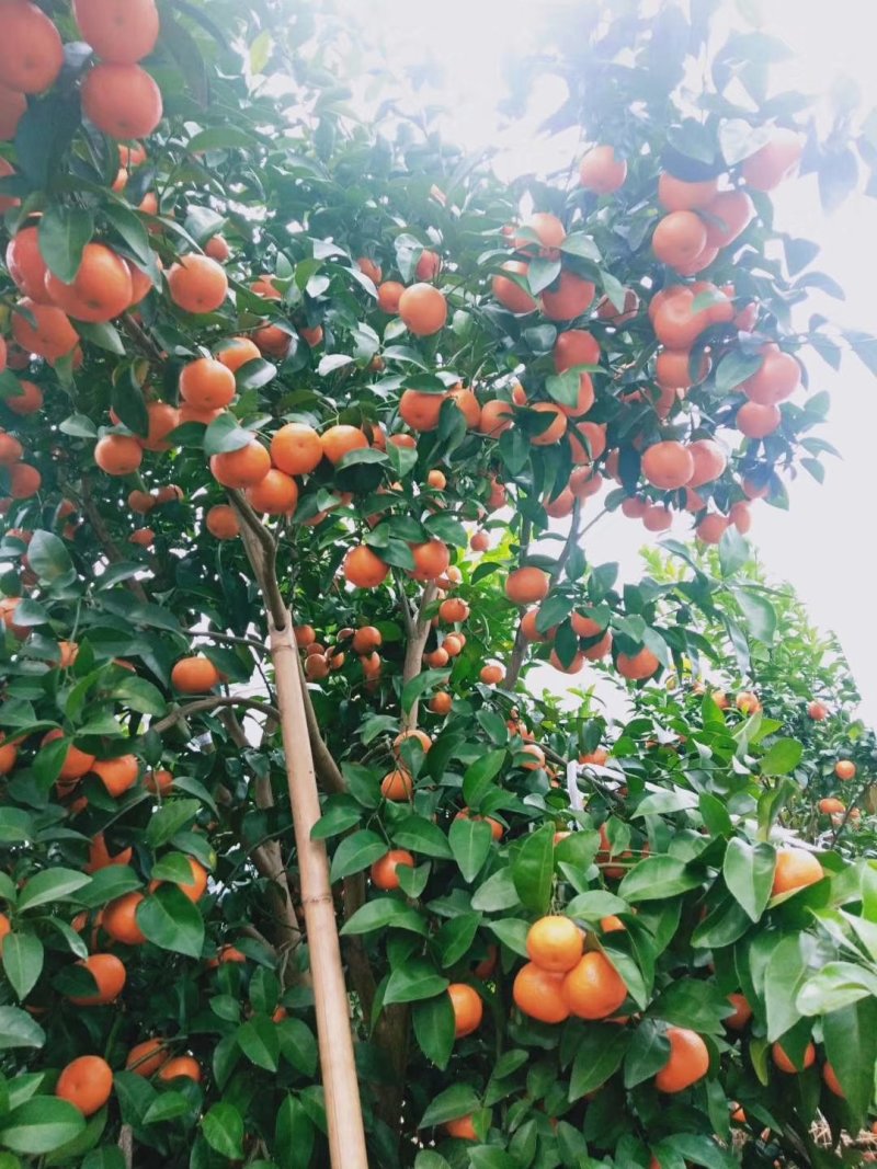 百家果，沙糖桔，广西砂糖橘大量供应代办加剪果队
