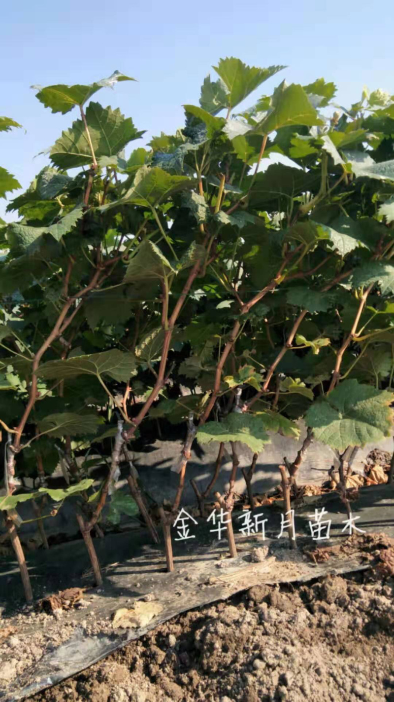 阳光玫瑰葡萄苗华佳8号嫁接苗长势强旺，颗粒大