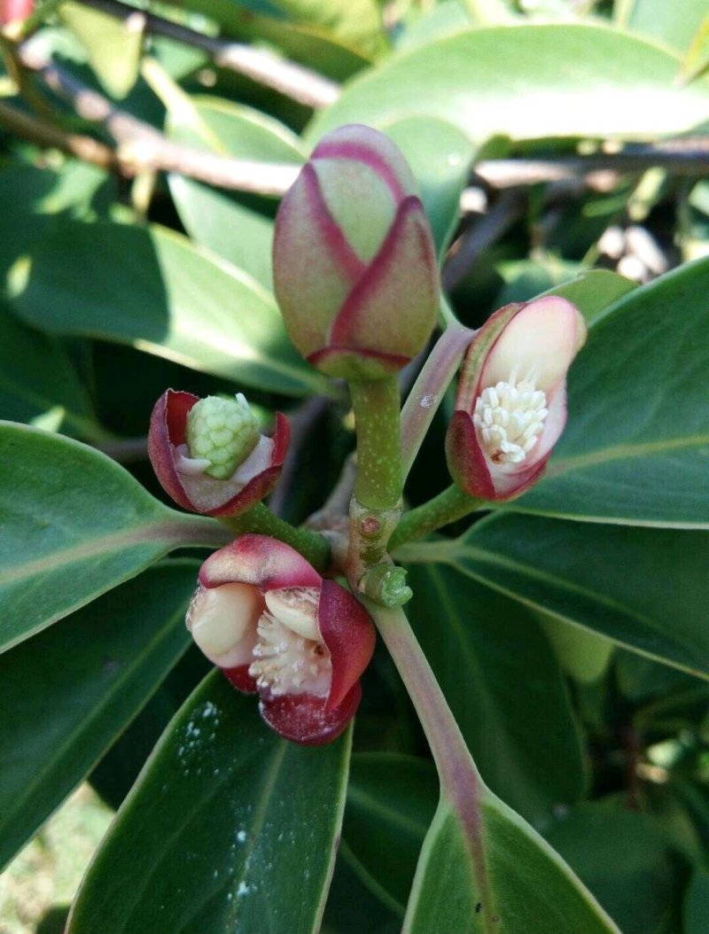 黑老虎苗布福娜恶魔果实树苗爬藤植物长寿果奇异果紫红紫
