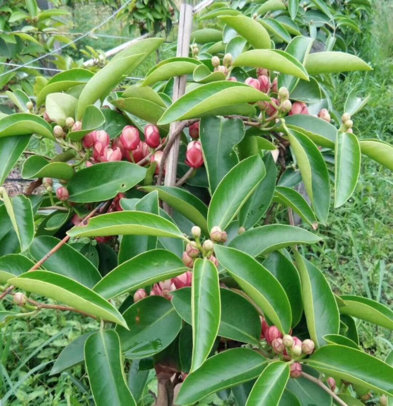 黑老虎苗布福娜恶魔果实树苗爬藤植物长寿果奇异果紫红紫