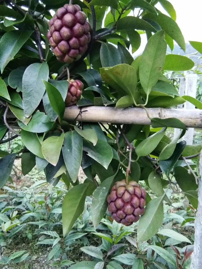 黑老虎苗布福娜恶魔果实树苗爬藤植物长寿果奇异果紫红紫