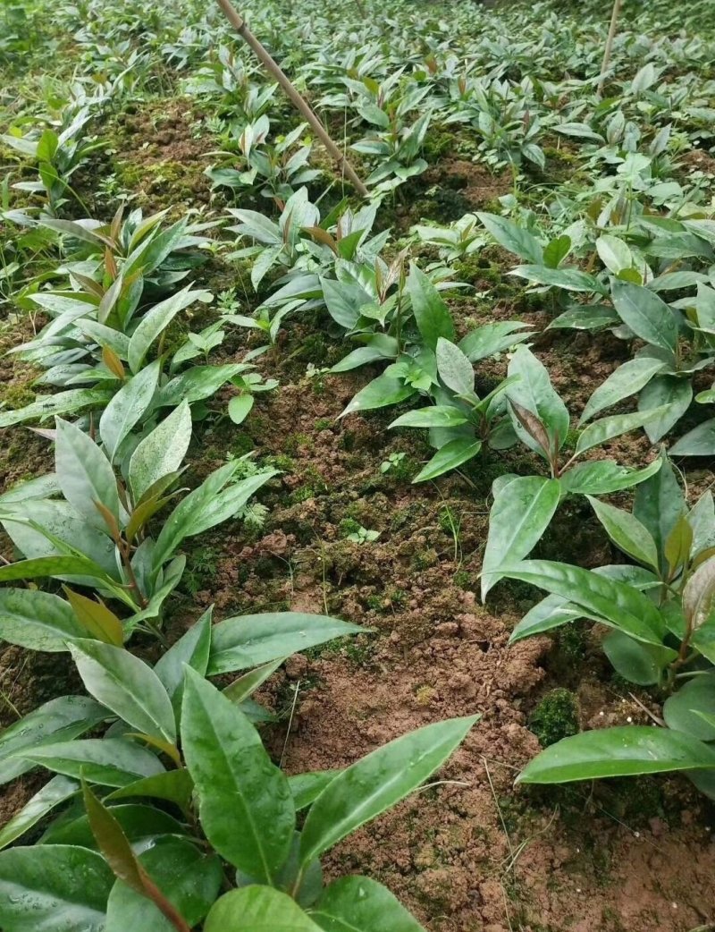 黑老虎苗布福娜恶魔果实树苗爬藤植物长寿果奇异果紫红紫