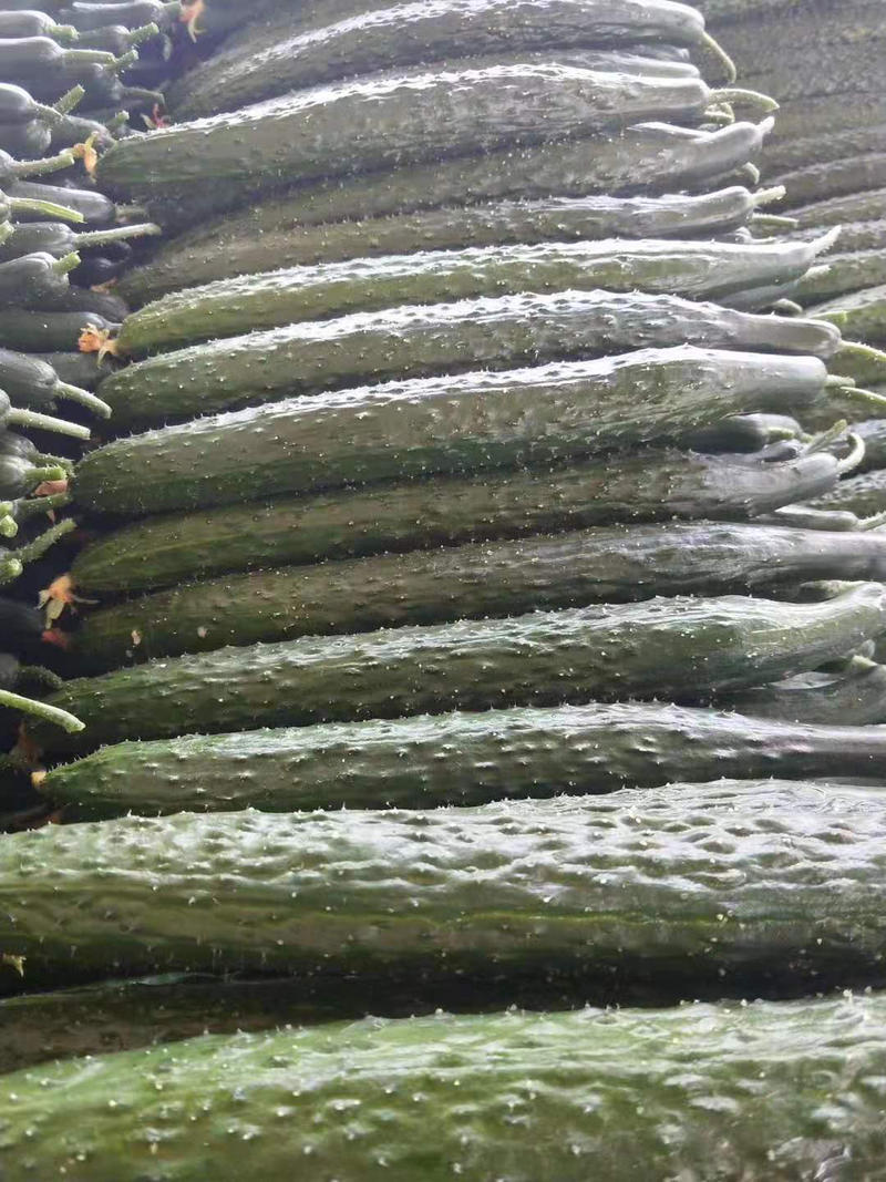 精品黄瓜🥒产地直发🥒电商超市、质量保证、物流全国