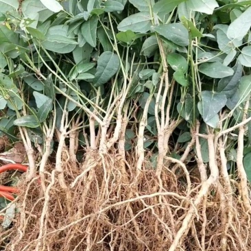八月瓜苗野生果树苗庭院阳台盆栽植物四季种植南北方八