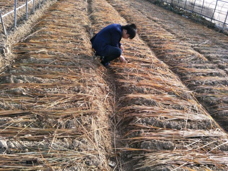 八月瓜苗野生果树苗庭院阳台盆栽植物四季种植南北方八