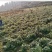 八月瓜苗野生果树苗庭院阳台盆栽植物四季种植南北方八