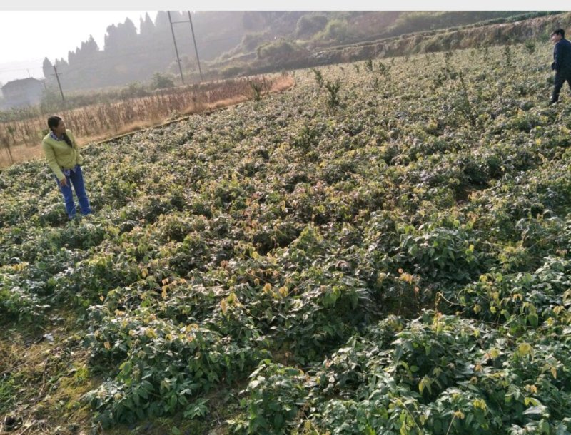 八月瓜苗野生果树苗庭院阳台盆栽植物四季种植南北方八