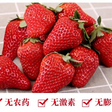 红颜奶油草莓
