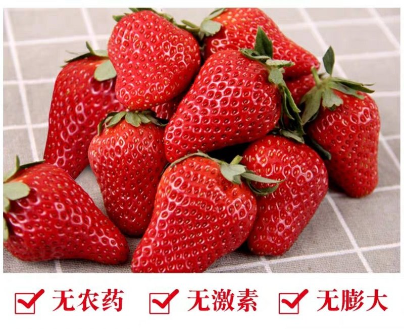 红颜奶油草莓