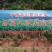 岳西茭白双季单季高产茭白种苗结茭老茎地理标志产品