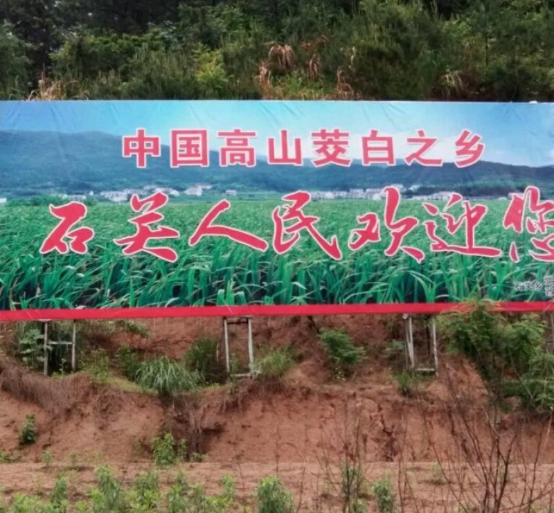 岳西茭白双季单季高产茭白种苗结茭老茎地理标志产品