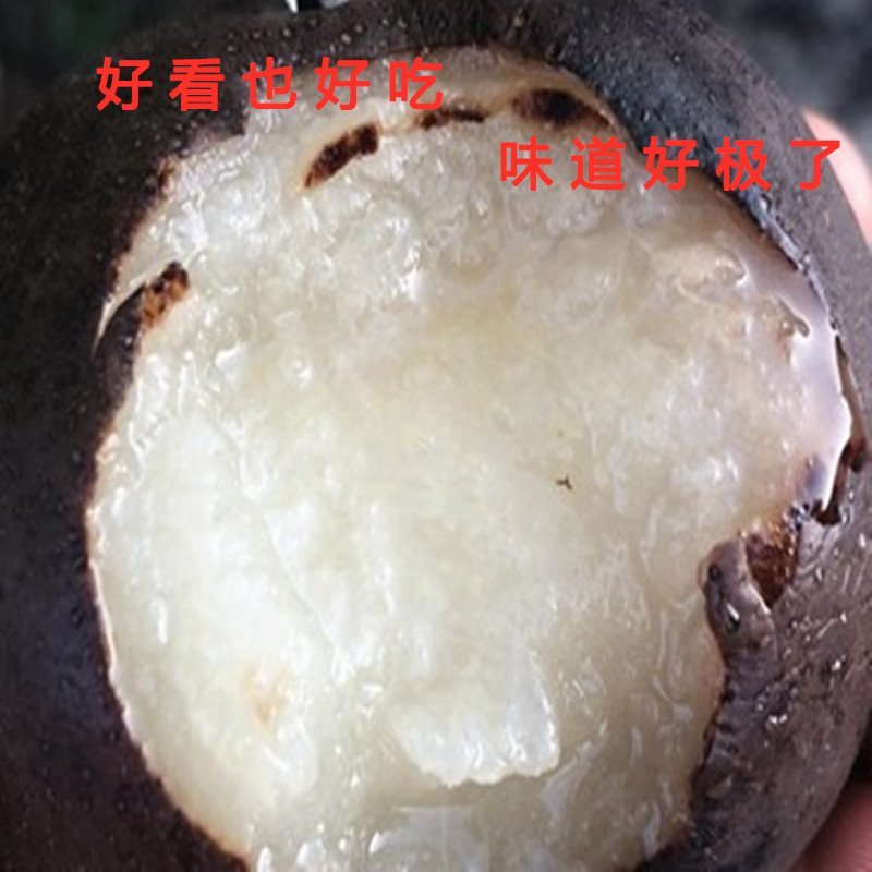 意大利黑梨苗嫁接梨树苗南北方种植梨树苗品种梨树苗