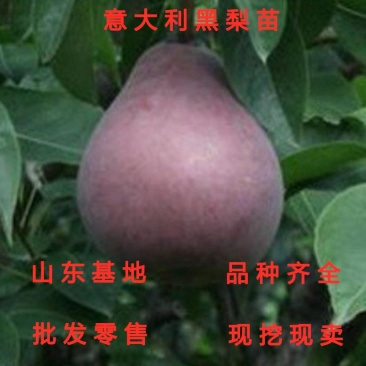 意大利黑梨苗嫁接梨树苗南北方种植梨树苗品种梨树苗