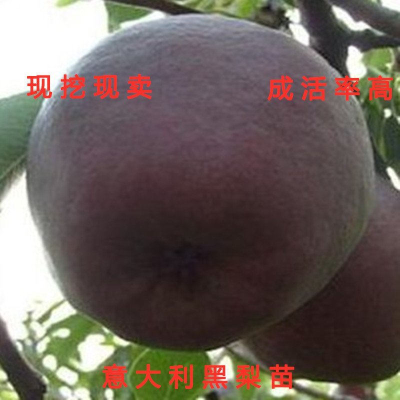 意大利黑梨苗嫁接梨树苗南北方种植梨树苗品种梨树苗
