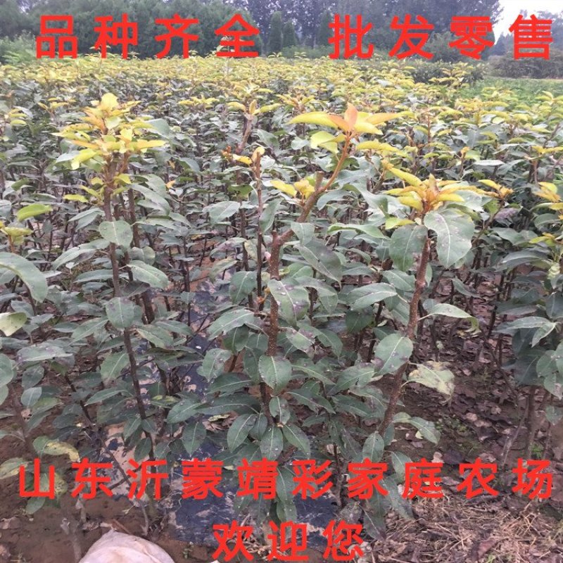 意大利黑梨苗嫁接梨树苗南北方种植梨树苗品种梨树苗