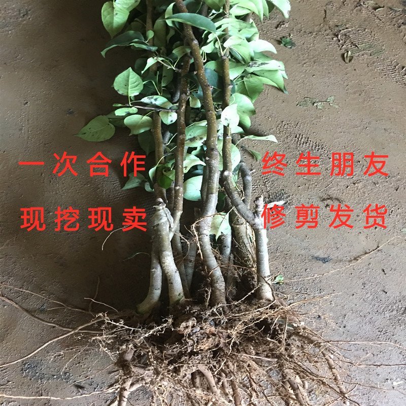 意大利黑梨苗嫁接梨树苗南北方种植梨树苗品种梨树苗