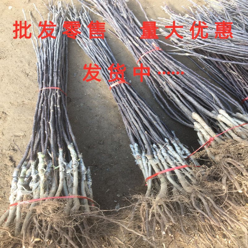 意大利黑梨苗嫁接梨树苗南北方种植梨树苗品种梨树苗
