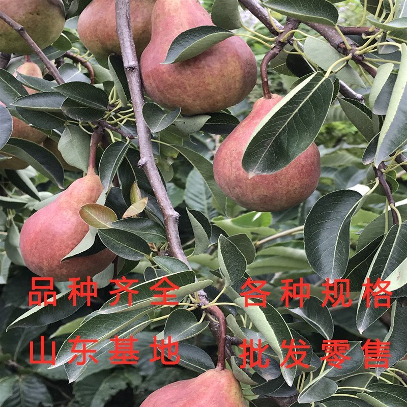 意大利黑梨苗嫁接梨树苗南北方种植梨树苗品种梨树苗