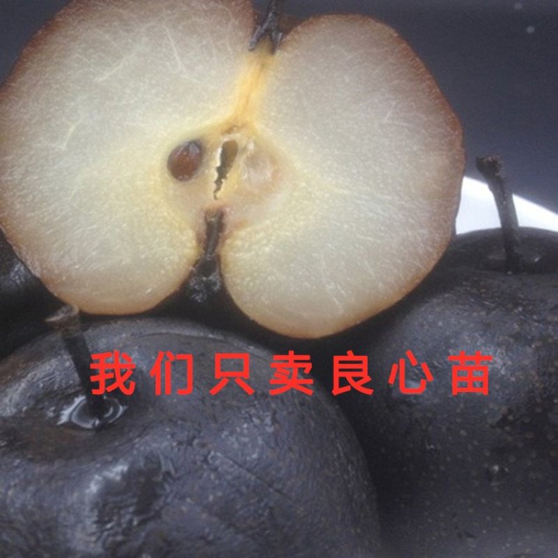 意大利黑梨苗嫁接梨树苗南北方种植梨树苗品种梨树苗