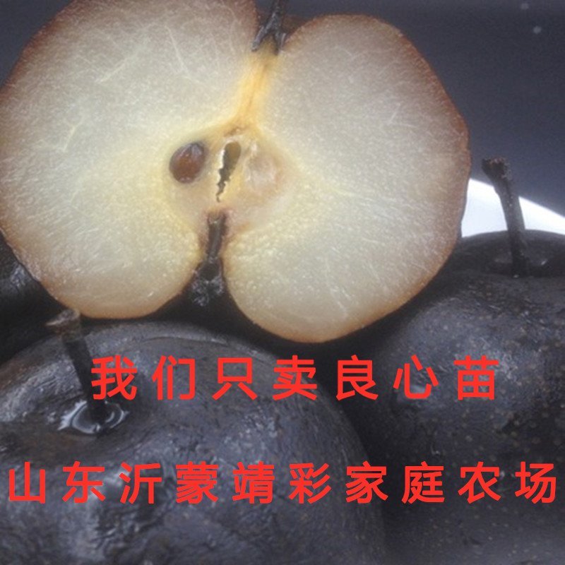 意大利黑梨苗嫁接梨树苗南北方种植梨树苗品种梨树苗