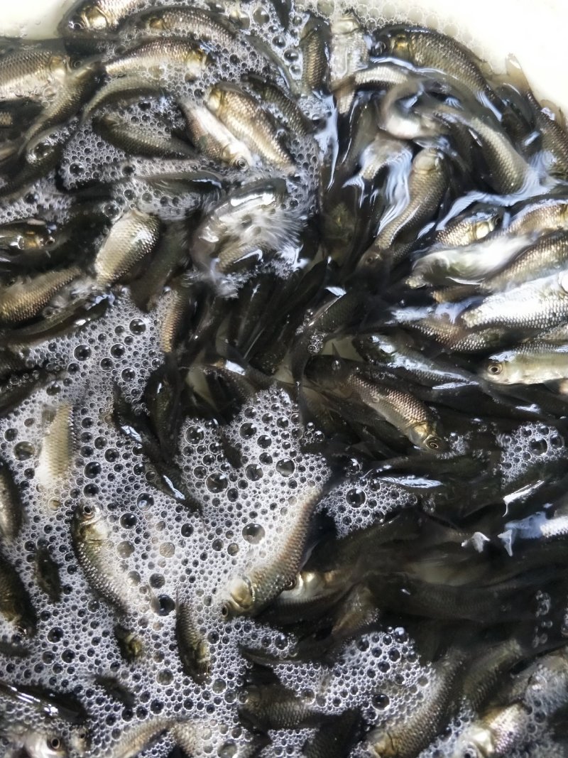 鱼苗批发抗病力强鲫鱼苗中科三号鲫鱼苗快大