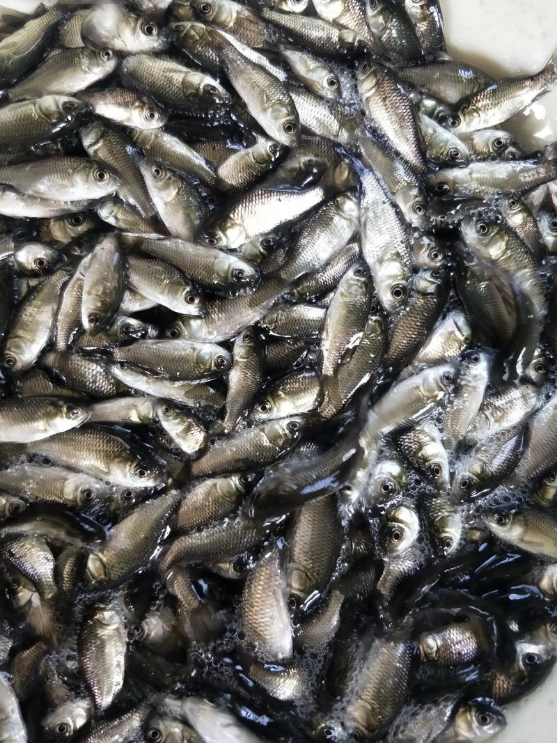鱼苗批发抗病力强鲫鱼苗中科三号鲫鱼苗快大