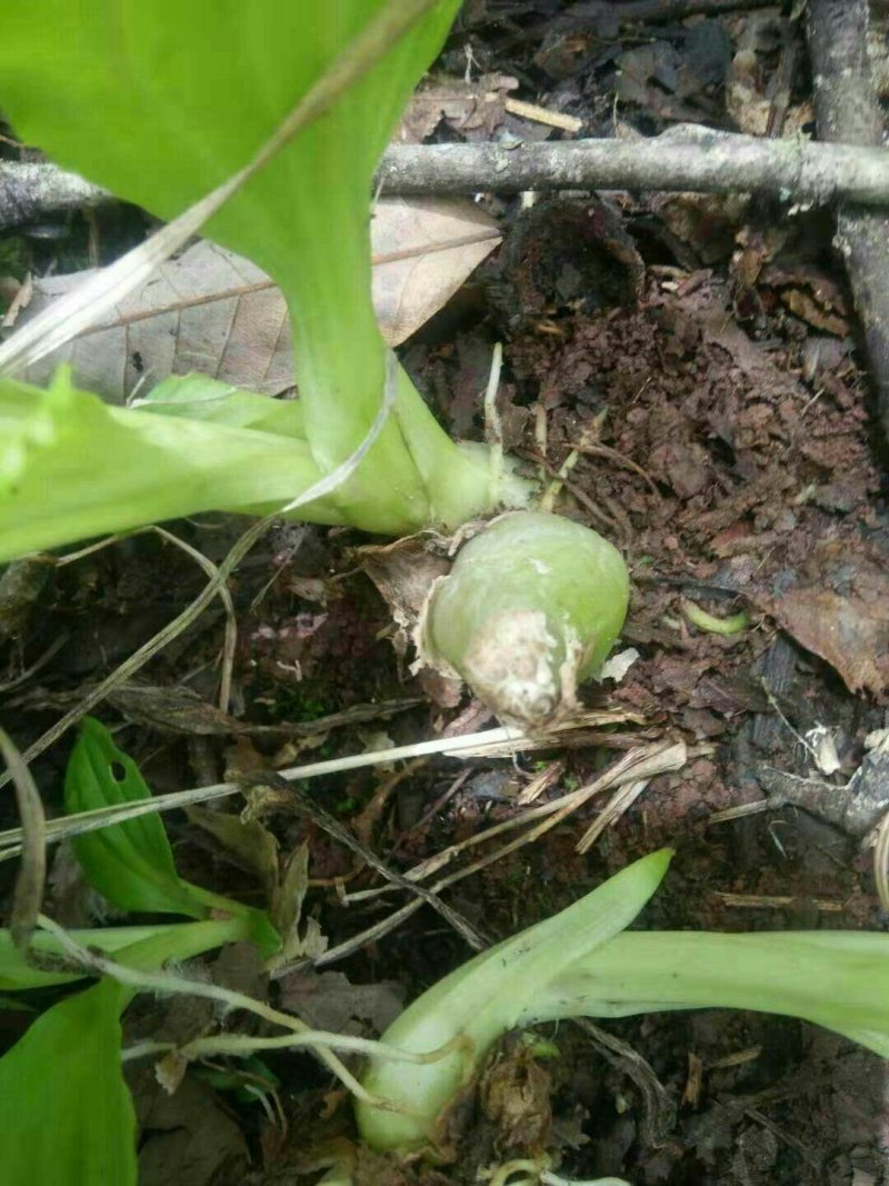 小白芨
