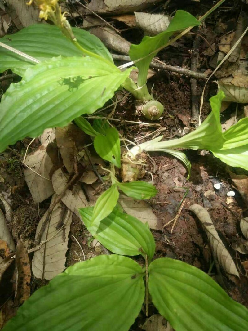 小白芨
