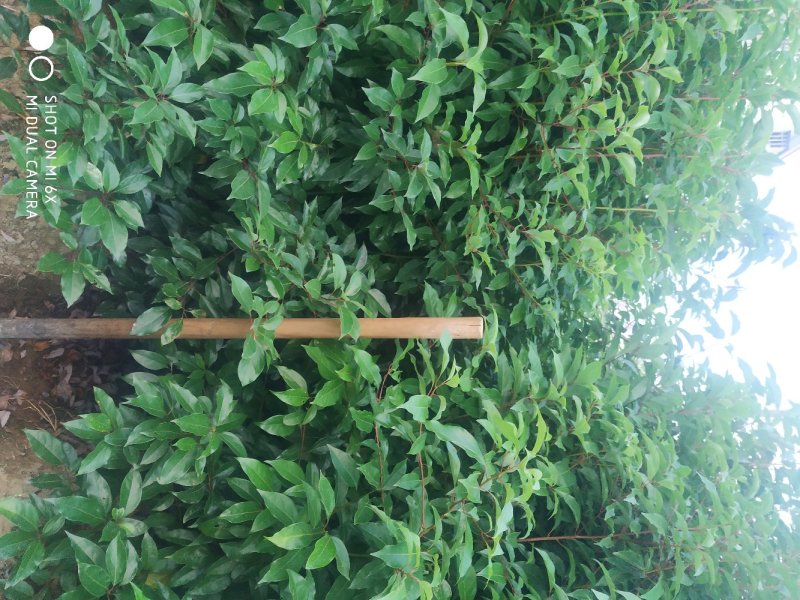 小叶香樟树苗大量有货价格优惠