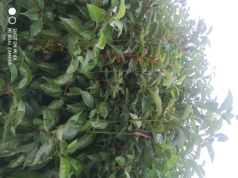 小叶香樟树苗大量有货价格优惠