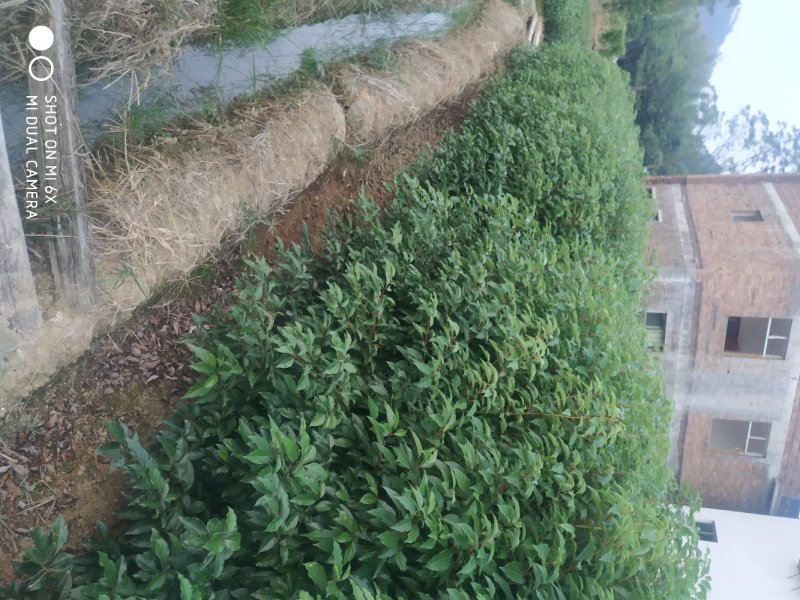 小叶香樟树苗大量有货价格优惠