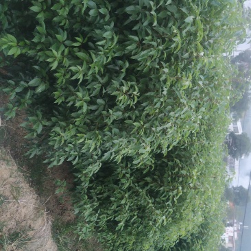 小叶香樟树苗大量有货价格优惠