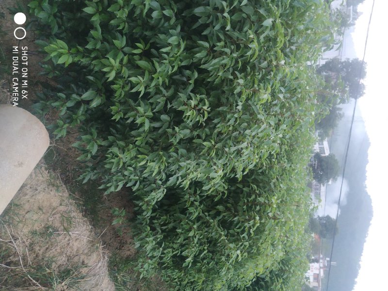 小叶香樟树苗大量有货价格优惠